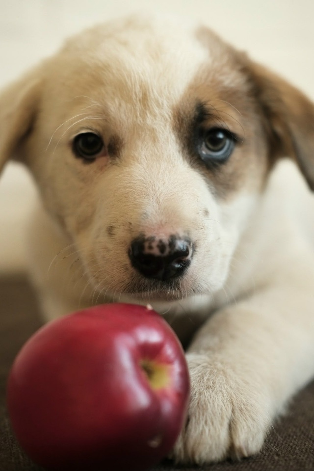 ‼️Две девочки и два мальчика очень хотят быть домашни...