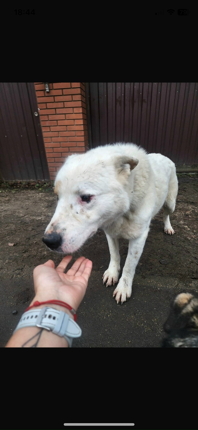 04.12.2025 в Звенигороде, около 11.00 утра,в деревне Супонево ?...