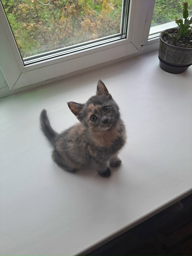 Отдам в добрые ручки)))) кушает все. Всё вопросы в личку.