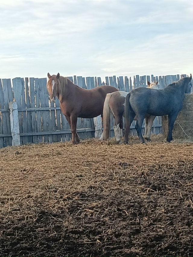 Продам лошадей. Все вопросы по тел 89010962315