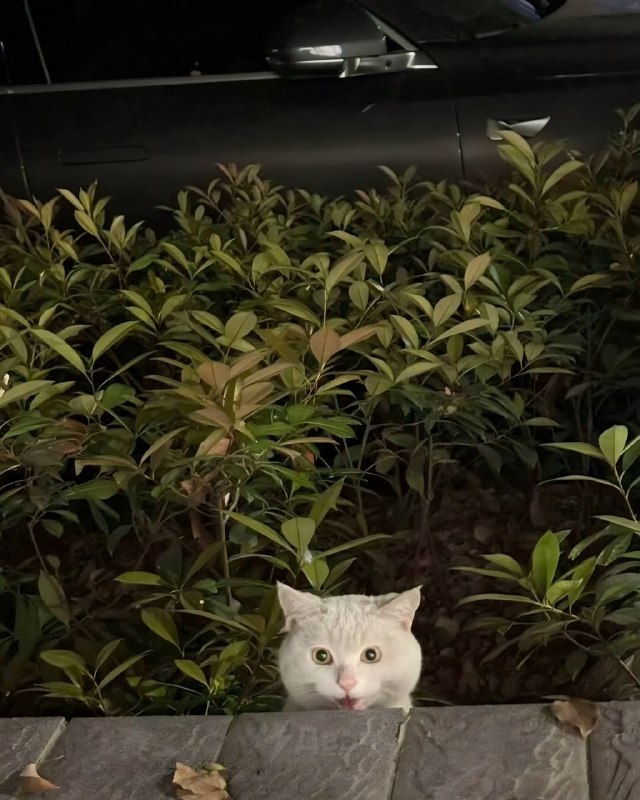 Китаянка частенько подкармливает бездомного кота, а тот каждый раз искренне в шоке от халявной еды