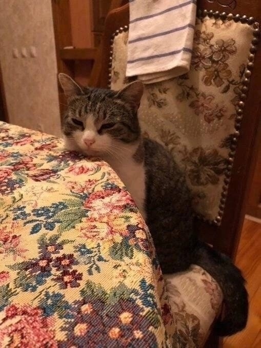 Котик ещё не проснулся, но уже желает вам доброго утра??...