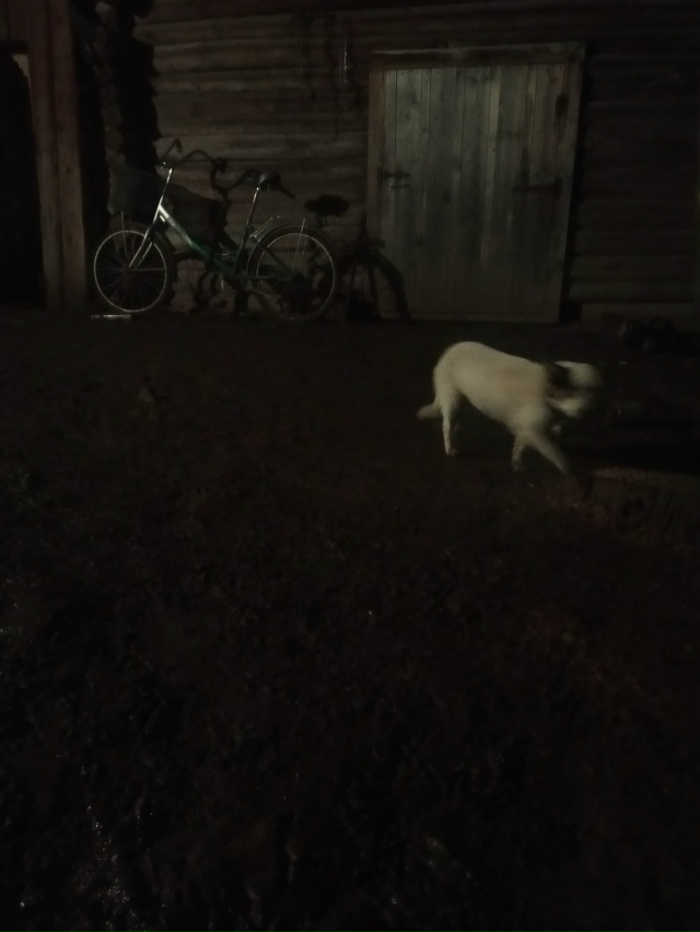 Чья собака бегает в Новых Алнашах белая с черными ушам?...