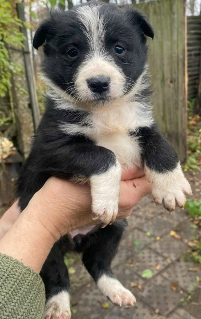 Замечательные охранники в добрые руки и совершенно бе?...