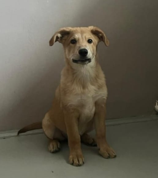 Сладкая булочка ищет дом в Можайске🏡
Это сейчас она б?...