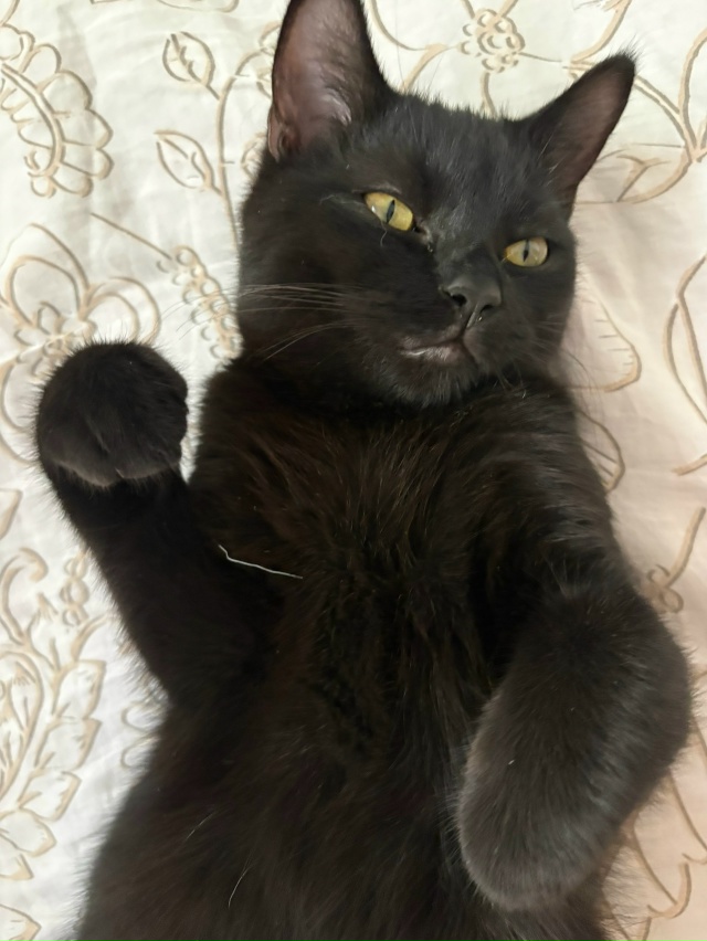 Кузинька. Бог дивана и начальник кровати 🖤