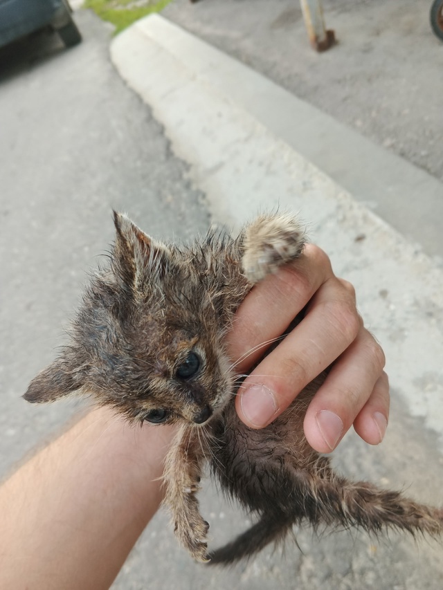 Люди спасайте!!! 2а котенка были выброшены в помойку Пе?...