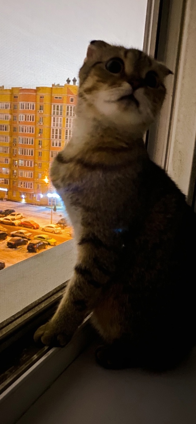 Пропала дорогая семье кошка, Буся😢
В м.р. Радужный, на ?...