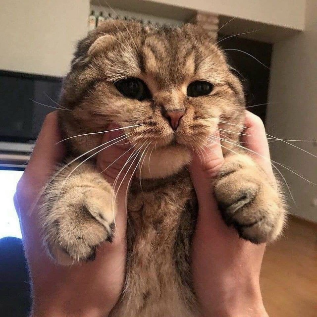 Пожамкать котика - это святое😃