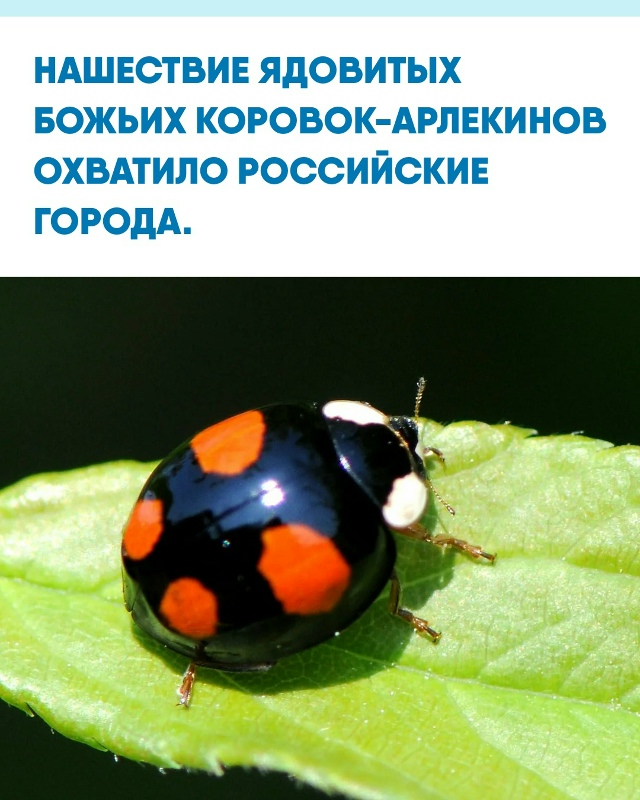 Опасных насекомых массово заметили в Москве, Сочи, Ана?...