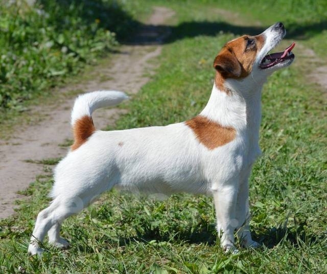 Всем привет . Никто не терял джек рассела мальчика? Ник?...