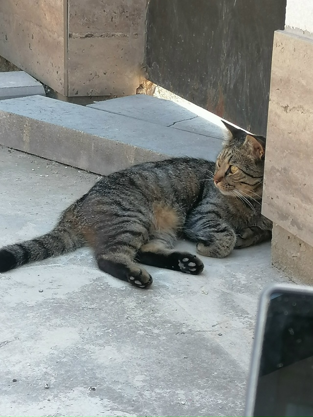 Пропал кот 27 ноября 2025. Заозерный, район Маяка. Кот кас?...