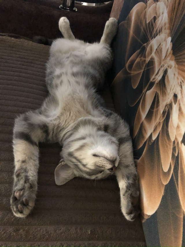 Сладких всем снов😻