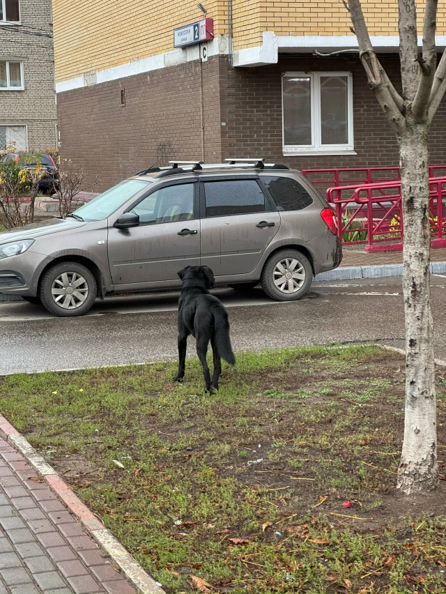 Чья потеряшка?
Бегает в районе горбань. Выглядит поте?...