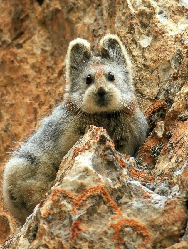 Пищуха — одно из самых редких и трогательных созданий ...