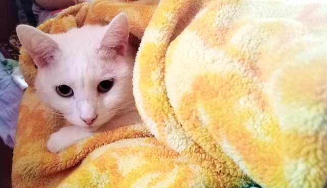 В любимом халатике 😺