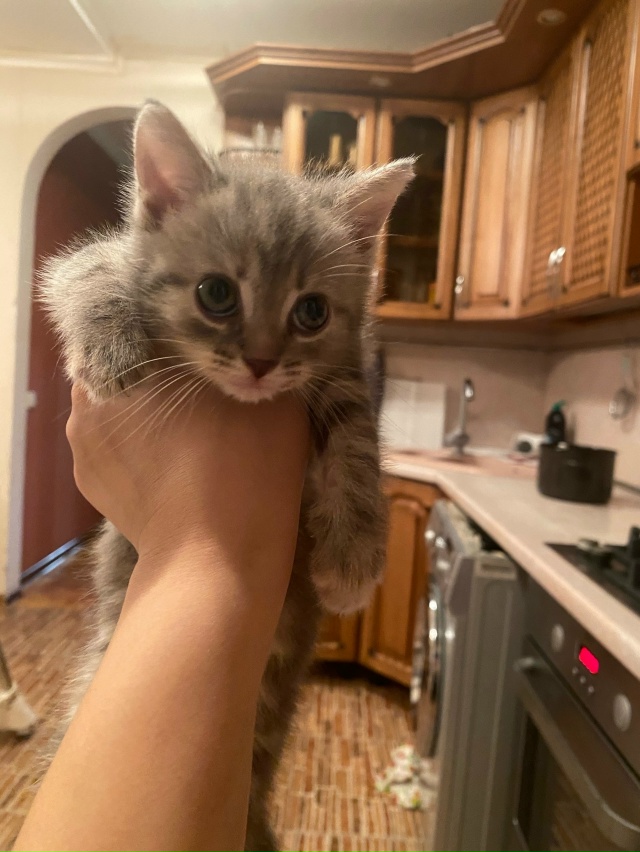 🐱🐈Хорошенькая девочка ищет себе любящих хозяев, род?...