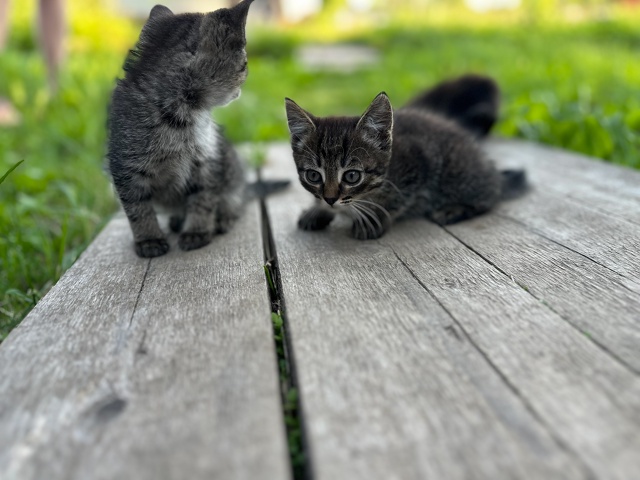Котята очень ищут свой дом, чужая кошка принесла котят,...
