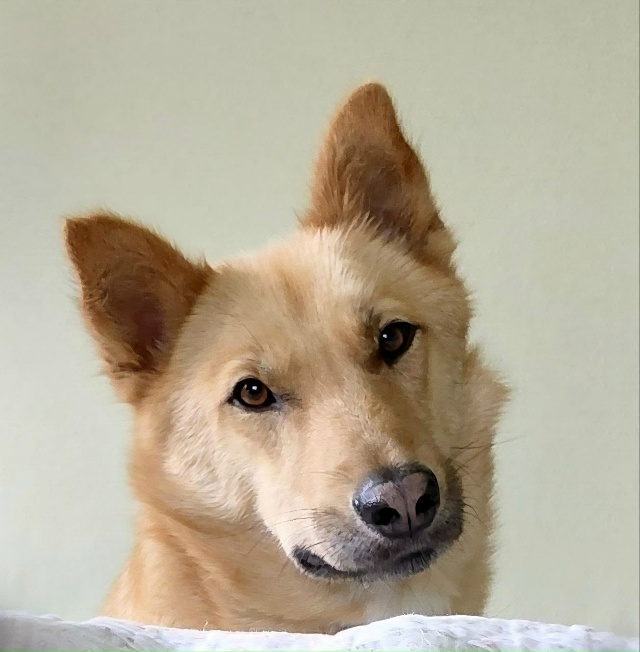 Знакомьтесь — Альф, солнечный пёс с большим сердцем в ?...