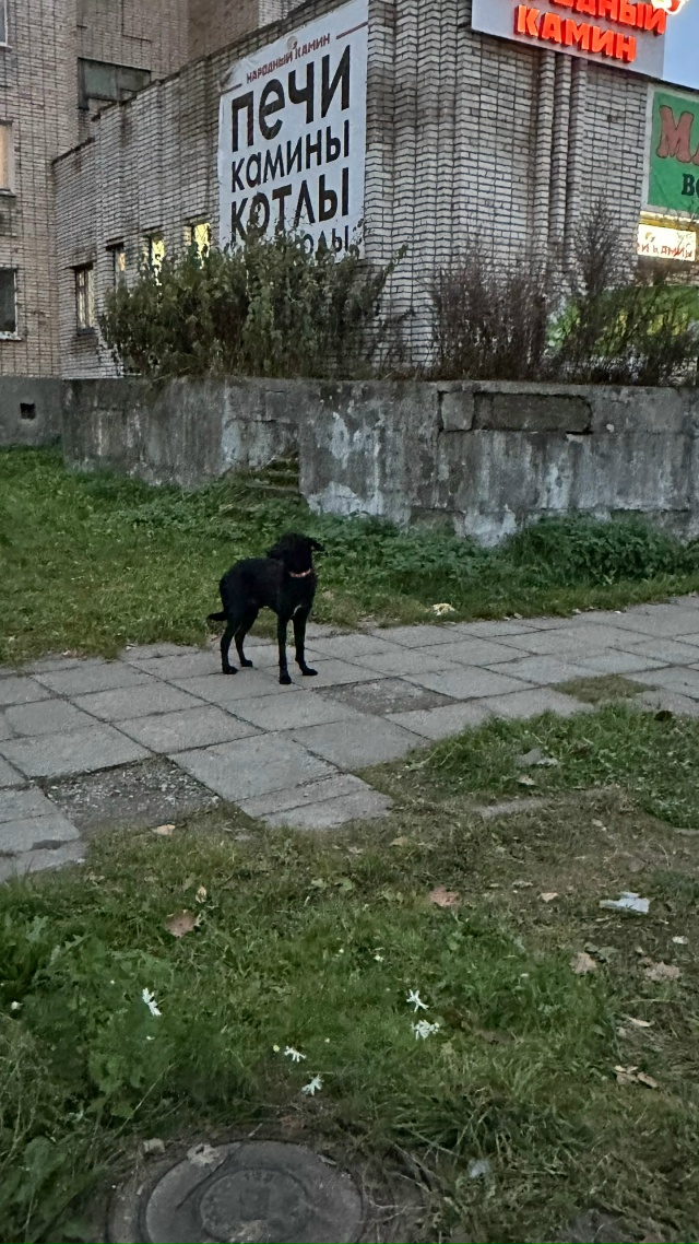 Целый день собачка стоит в ожидании хозяина. Молодой к?...