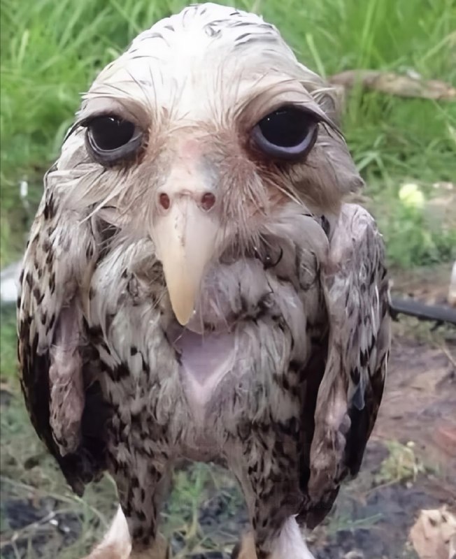 Так выглядит сова, промокшая под сильным ливнем: её перья хорошо впитывают воду, становятся тяжёлыми