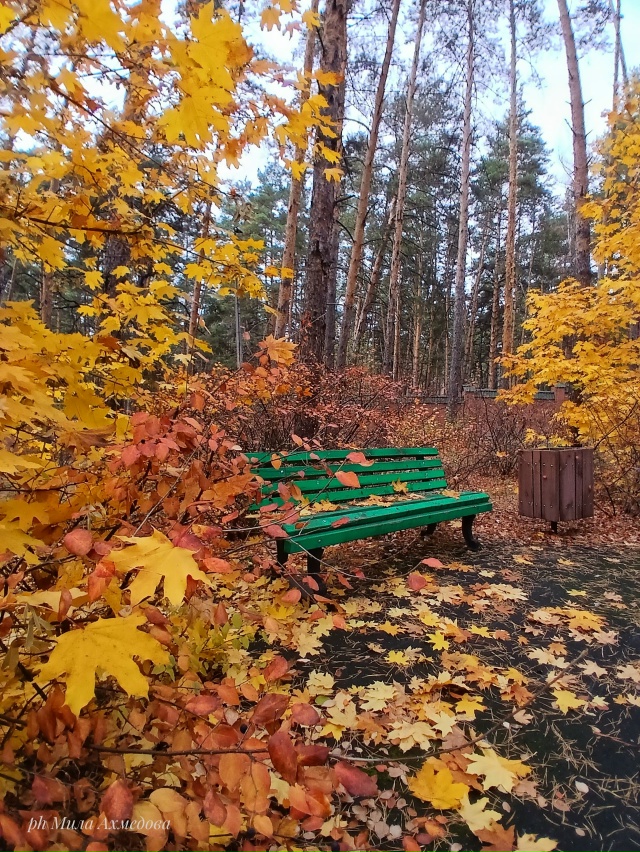Тольяттинский лес, полон неожиданностей.🌲🐘🍁