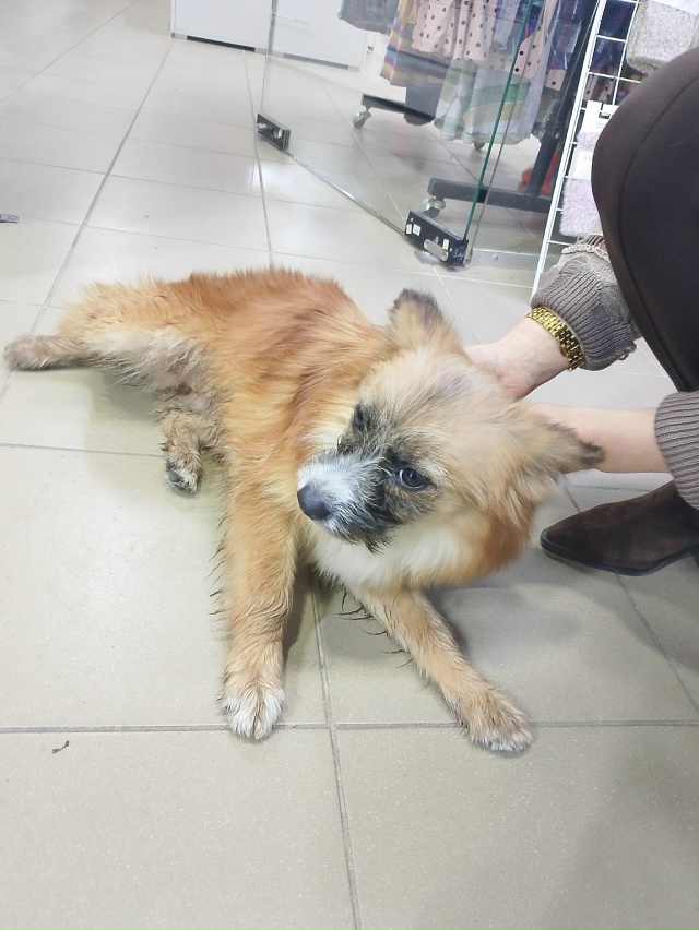 Чья потеряшка в здание ТЦ на ул. Дружба 7? Поспрашивайте...