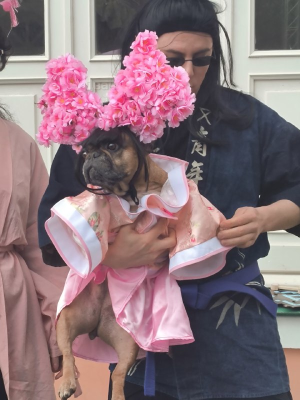 Мимиметр зашкаливает: в Воронцовском парке Москвы устроили парад французских бульдогов.
Пёсики в на