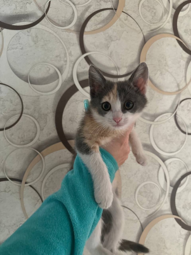 Отдам котёнка девочку в добрые руки! Ласковая и любозн?...