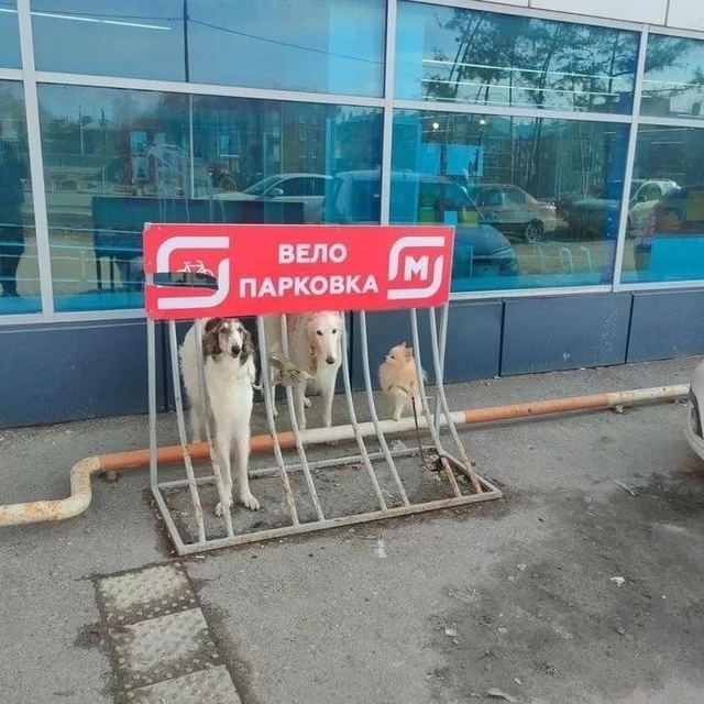 Охуевшие русские шоссейники
