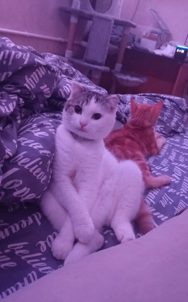 Пропал наш любимый котик🥺 Двухцветный белый с серым, ?...