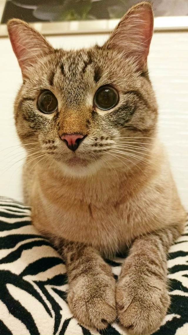 Красавчик Арбуз 😺