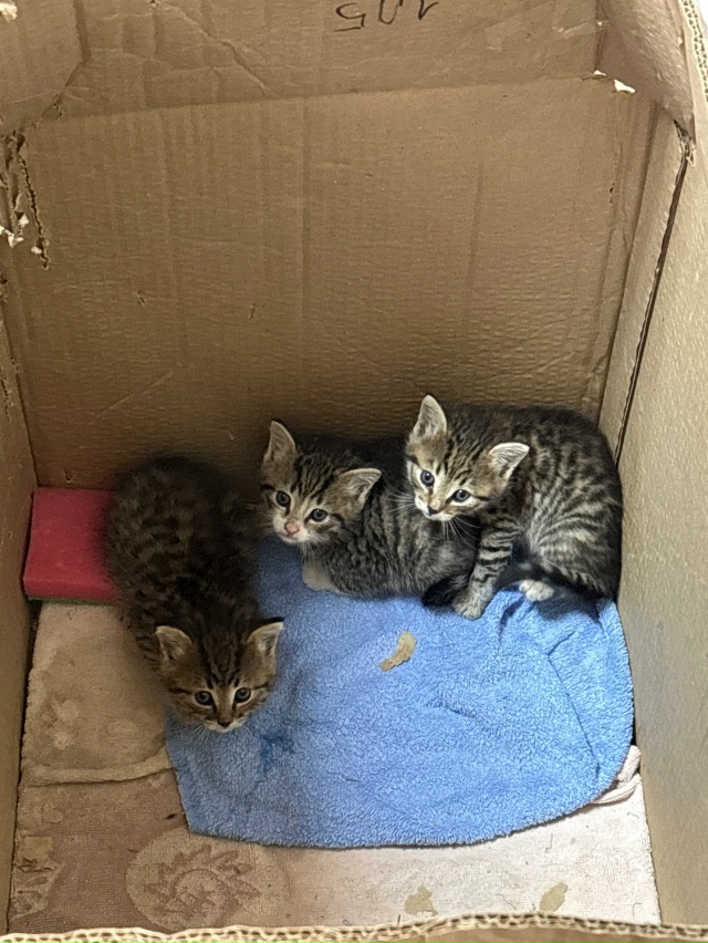 Отдам котят бесплатно в добрые руки в Можайске