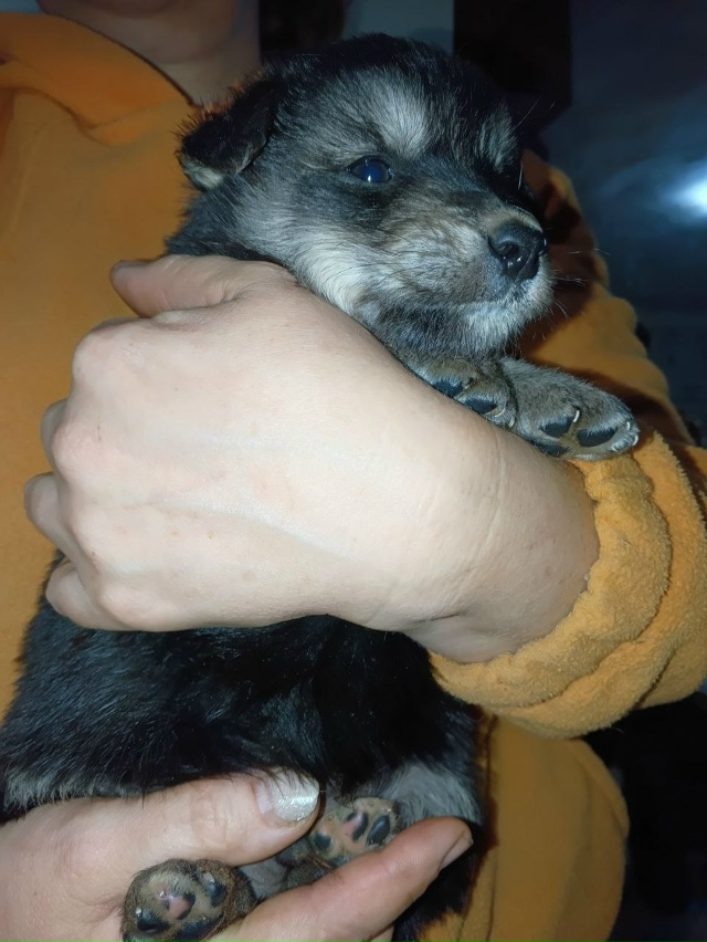 Ищем хозяев щенкам. Все кобели. Обработаны от блох и гл?...