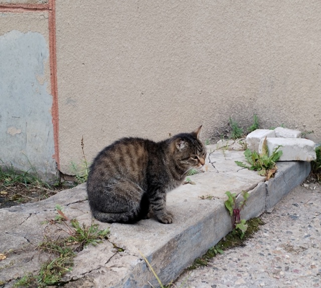 В промзоне нашего города появилась одноухая красавица...