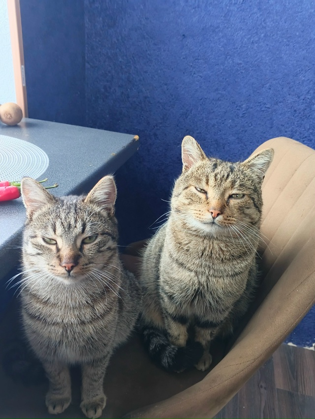 Щищ & Мурмелад
Милейшие звери