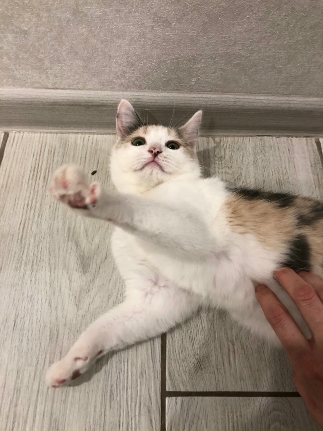 Отдам кошечку в добрые руки, активная, ласковая, игрива...