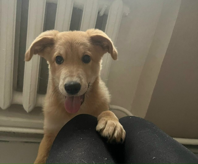 Сладкая булочка ищет дом в Можайске🏡
Это сейчас она б?...