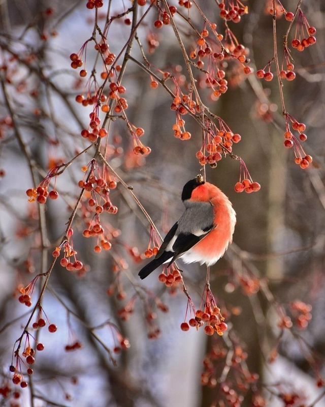 Наш красавец ✊️
? Светлана Мякотникова