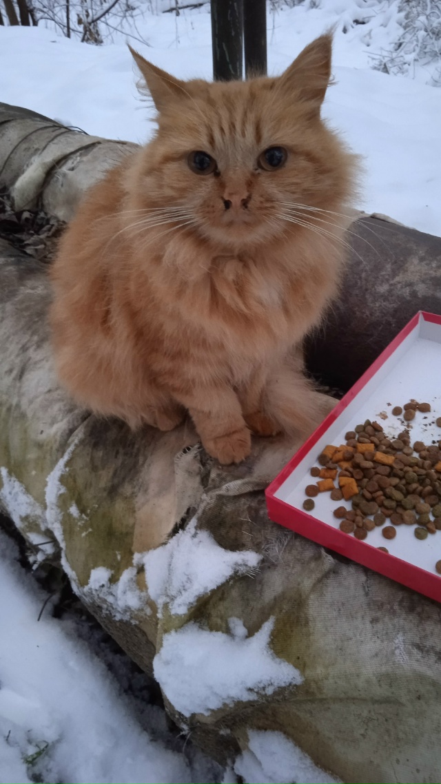 Чей котейка? Уже неделю сидит на трубах у пятого садика...