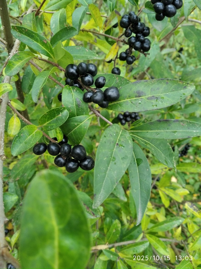 Кто знает,что это за растение?Кажется бузина. Ягоды ядо...