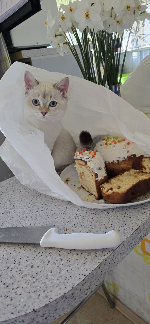 Когда в доме появился маленький британец Феликс ,жизнь...