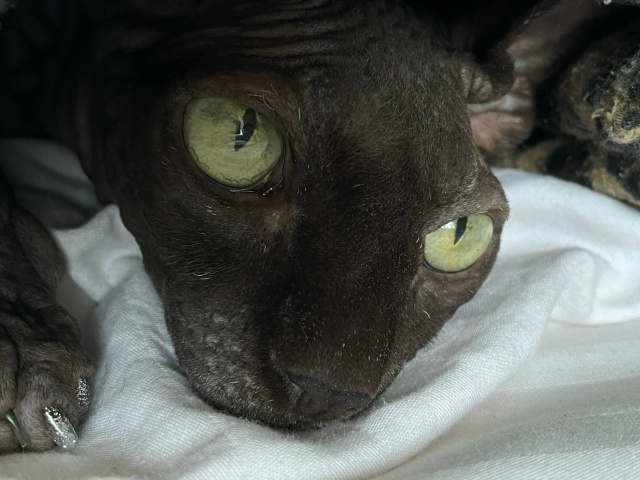 Мой свин Арчи 🐷