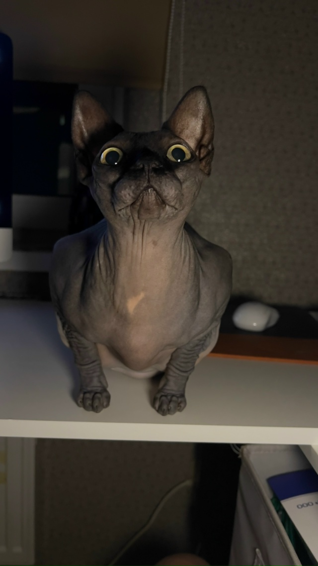 Оно то полуживое, то тыгыдык. Ася. Она же лысая шиза/рак?...