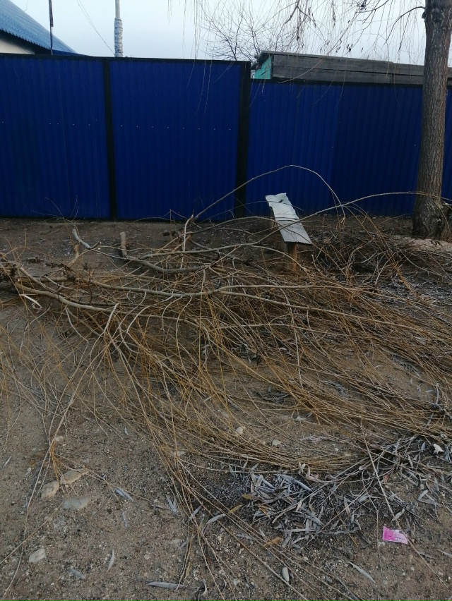 Отдаю даром, заберите срезанную иву на корм козам, бара...