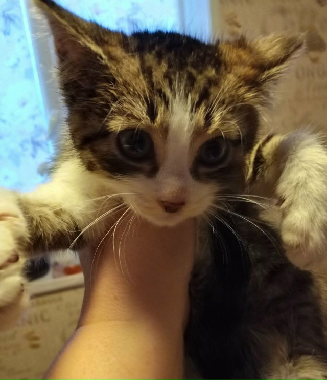 Обнаружили в гараже кошек.Их много.Взяли пока из больш?...