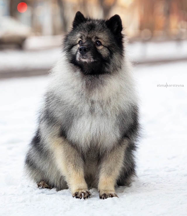 ❗️❗️❗️❗️Потерялся 10.06.2025 убежал в 03:00 кобель, пород...