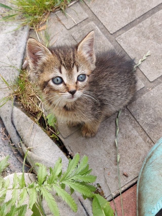 Котята в добрые руки - почти бенгалы, но без кредита Сан...