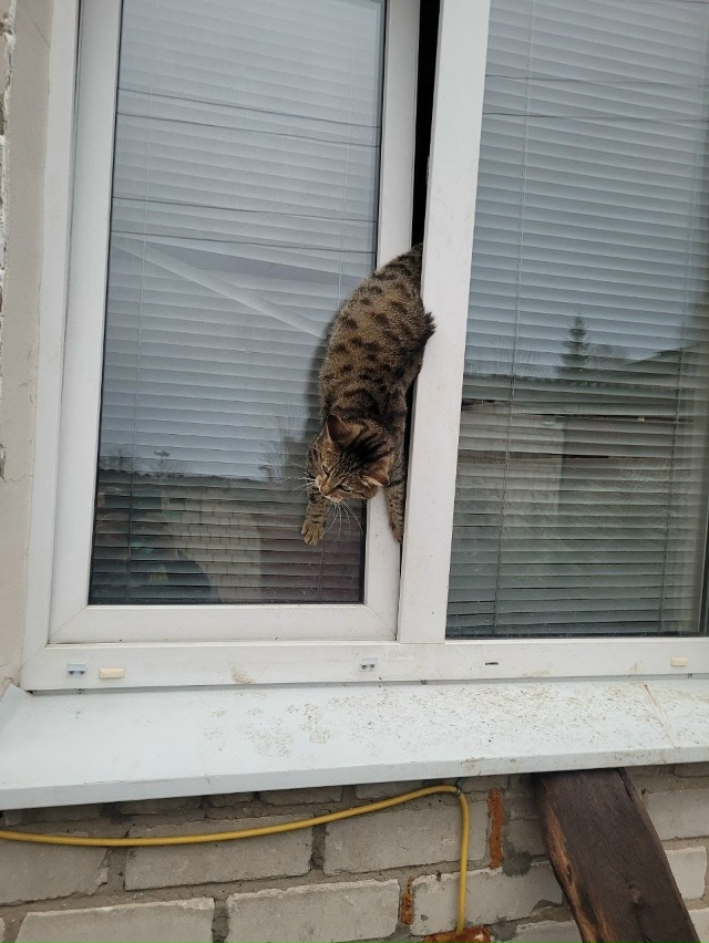 😊 Неравнодушные люди помогли кошке, застрявшей в окне...