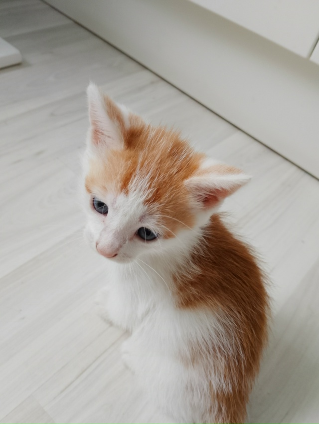 Срочно отдадим котят в хорошие руки, ласковые, игривые,...